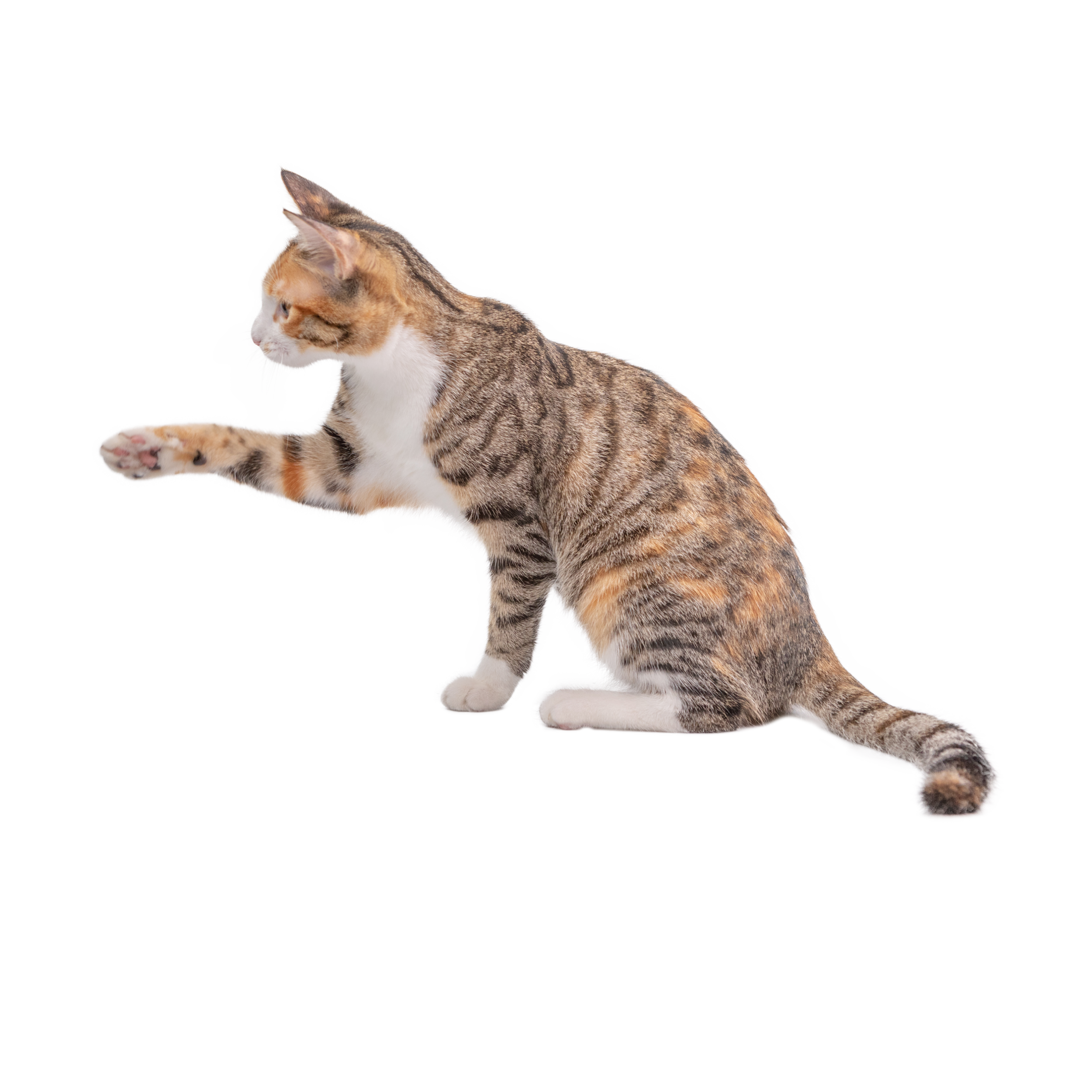 Hình ảnh PNG tách nền - Con Mèo